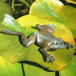 Bronzefigurenam und im Wasser