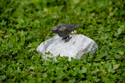 Rottenecker Bronzefigur Vogel klein 990322.2 auf Alaska-Stein
