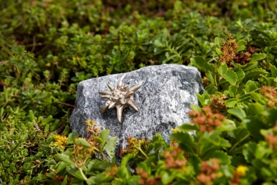 Rottenecker Edelweiß klein auf Schwarzwaldgranit