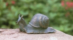 Rottenecker Bronzefigur Schnecke