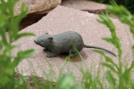 Rottenecker Bronzefigur Feldmaus