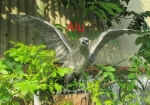 Rottenecker Bronzefigur Steinadler