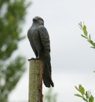 Rottenecker Bronzefigur Turmfalke