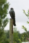 Rottenecker Bronzefigur Turmfalke