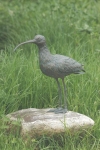 Rottenecker Bronzefigur Brachvogel