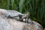 Rottenecker Bronzefigur Froschkönig Detlev, wasserspeiend