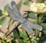 Rottenecker Bronzefigur Libelle