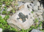 Rottenecker Bronzefigur Mini-Frosch auf Stein