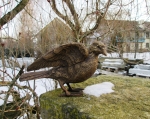 Rottenecker Bronzefigur Taube, Flügel offen